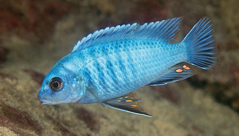 Labidochromis gigas 'Machili Island'